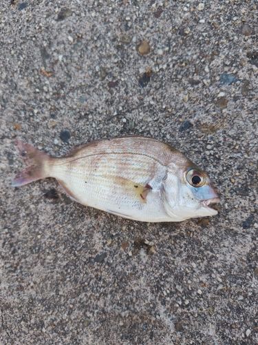 チャリコの釣果