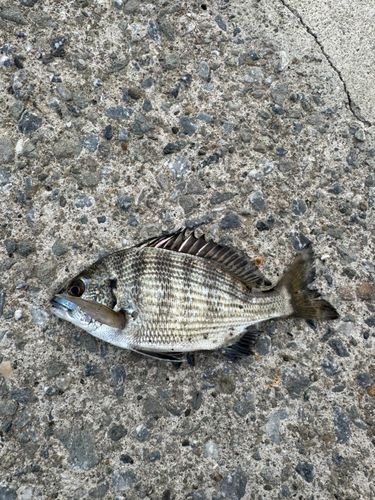 クロダイの釣果