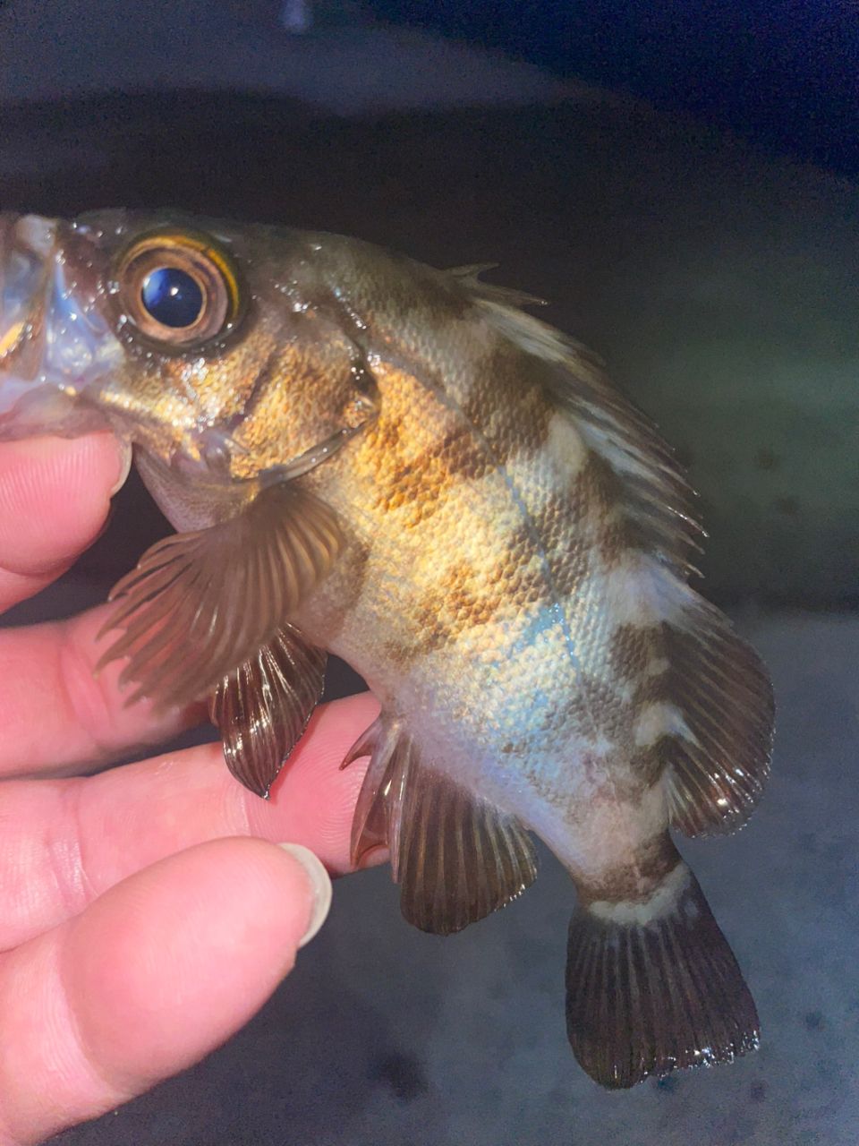 アピア ブルートTP 77ML ジャンク アピア ブルートTP 77ML ジャンク