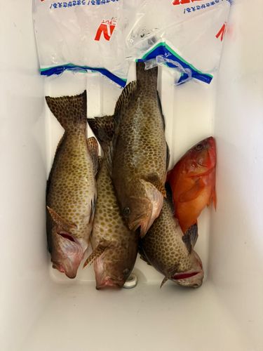 オオモンハタの釣果