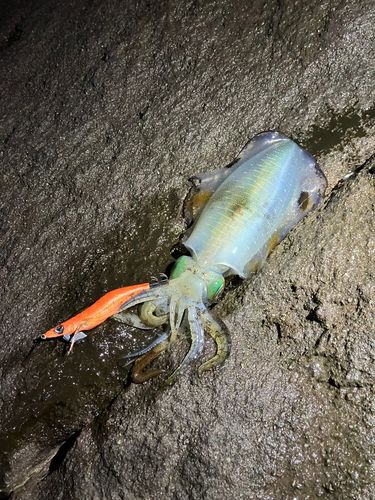 アオリイカの釣果