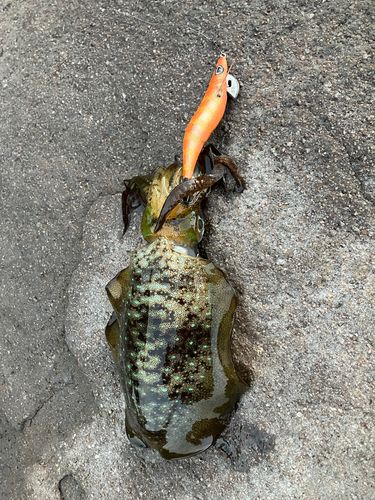 アオリイカの釣果