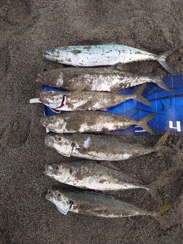 サゴシの釣果