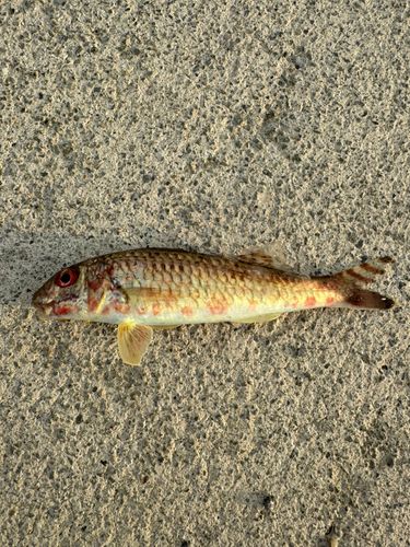 ヒメジの釣果