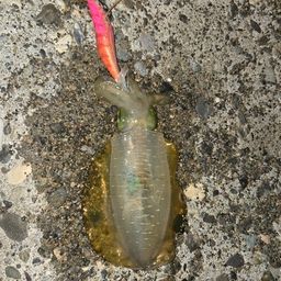 アオリイカ