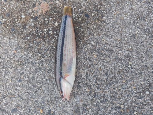 キュウセンの釣果