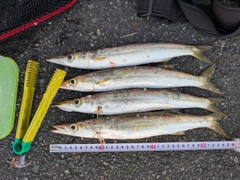 アカカマスの釣果