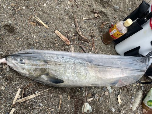 アキアジの釣果