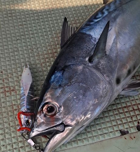 スマガツオの釣果
