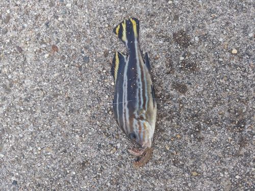 コロダイの釣果