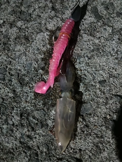 マメイカの釣果