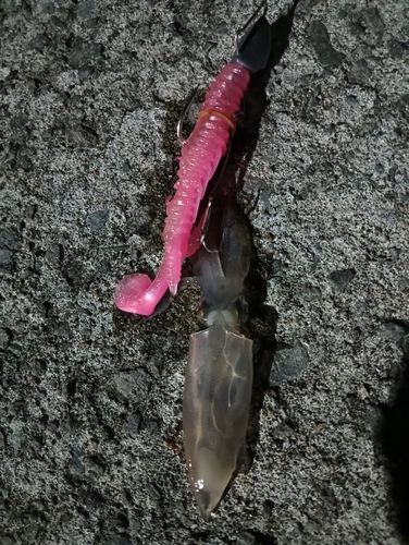 マメイカの釣果