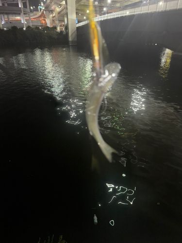 鶴見川下流