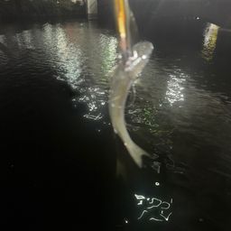 ボラ