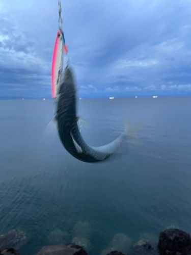 サバの釣果