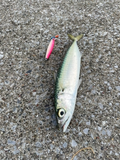 サバの釣果