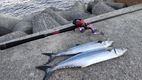 サゴシの釣果