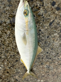 ワカシの釣果