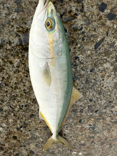 ワカシの釣果