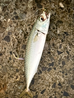 サバの釣果