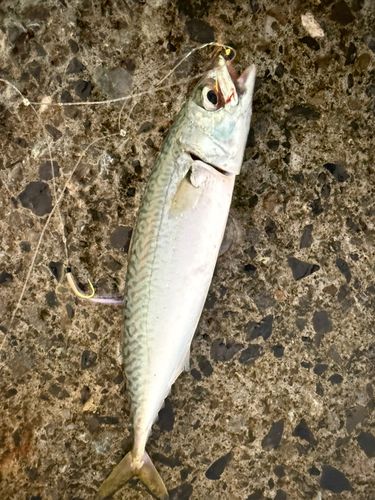 サバの釣果