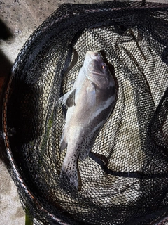 コショウダイの釣果