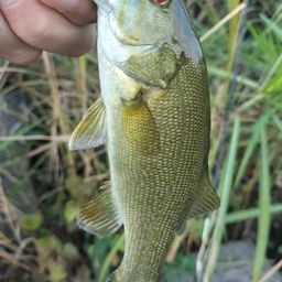 スモールマウスバス