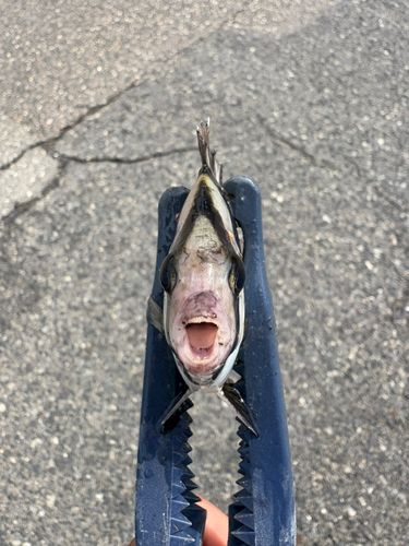 イシダイの釣果