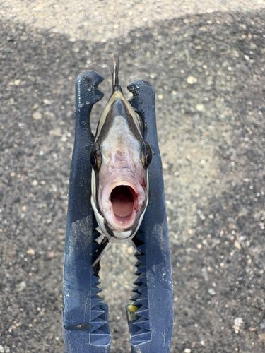 イシダイの釣果
