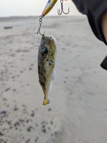 フグの釣果