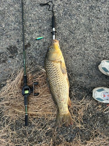 コイの釣果