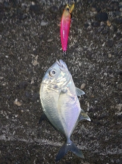 メッキの釣果