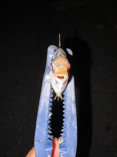 ヒイラギの釣果