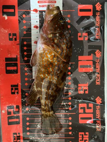 カマスの釣果