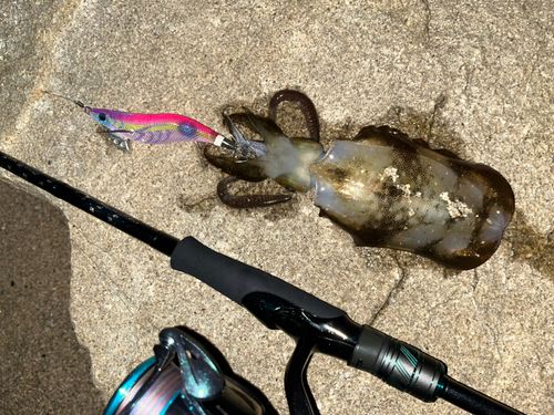 アオリイカの釣果