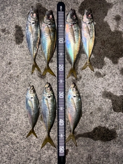 アジの釣果