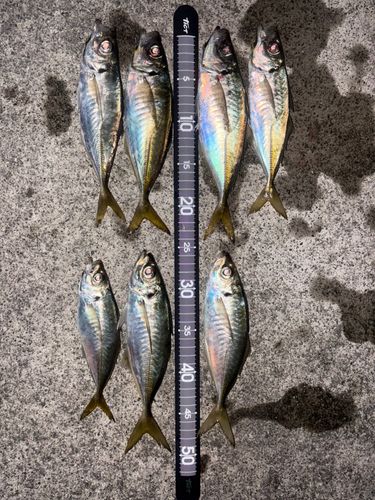 アジの釣果
