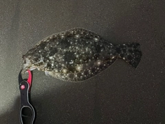 ソゲの釣果