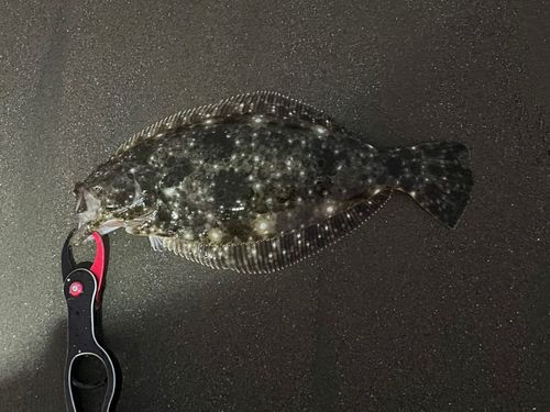 ソゲの釣果