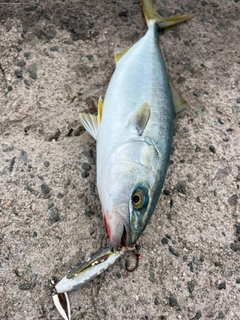 ツバスの釣果