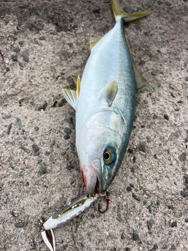 ツバスの釣果