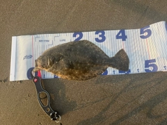 ヒラメの釣果