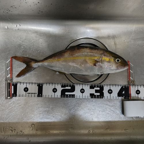 シオの釣果