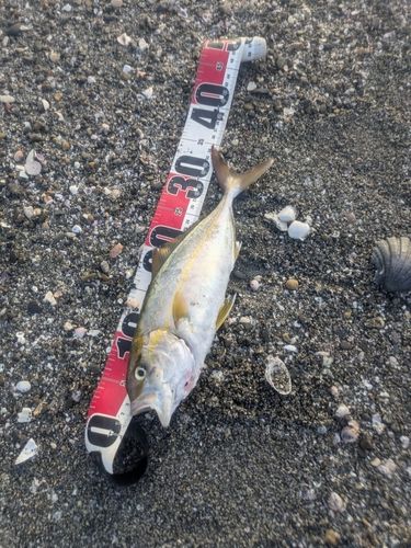 ショゴの釣果