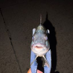 クロダイ