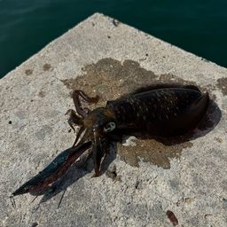 アオリイカ