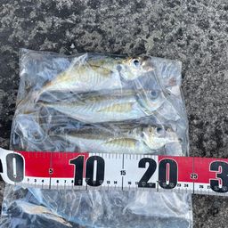 アジ