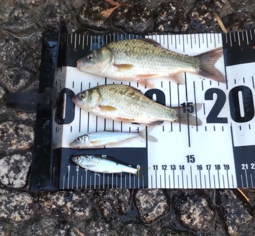 コイの釣果