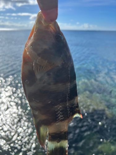 釣果