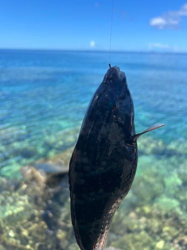 釣果